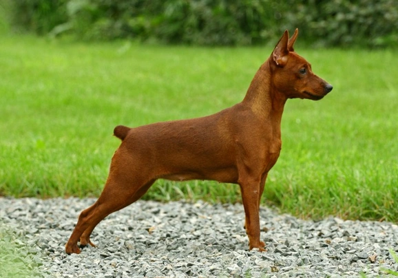 Dwergpinscher Dogs Ras: Karakter, Levensduur & Prijs | Puppyplaats