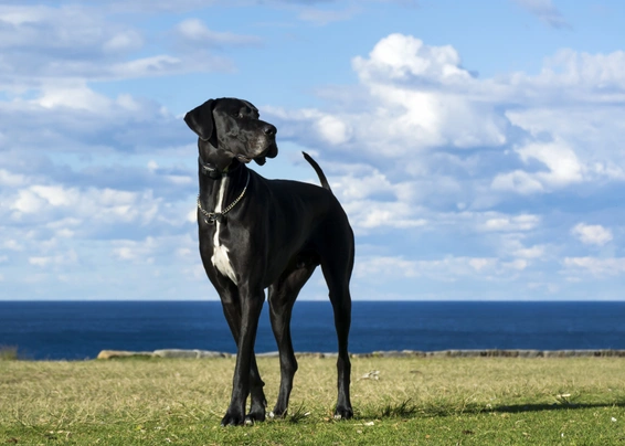 Německá doga Dogs Plemeno / Druh: Povaha, Délka života & Cena | iFauna