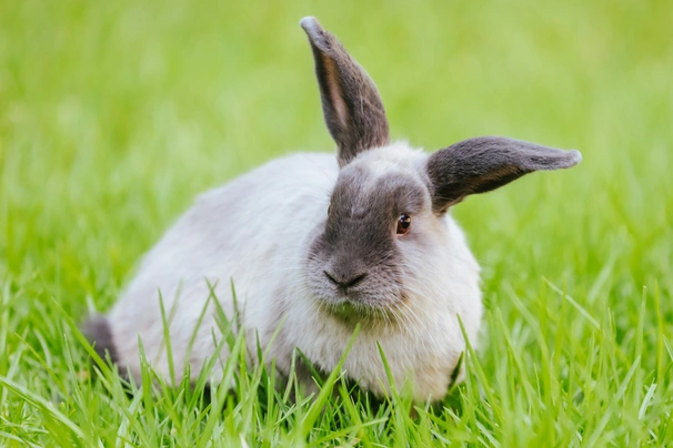 Sable Rabbits Breed - Information, Temperament, Size & Price | Pets4Homes