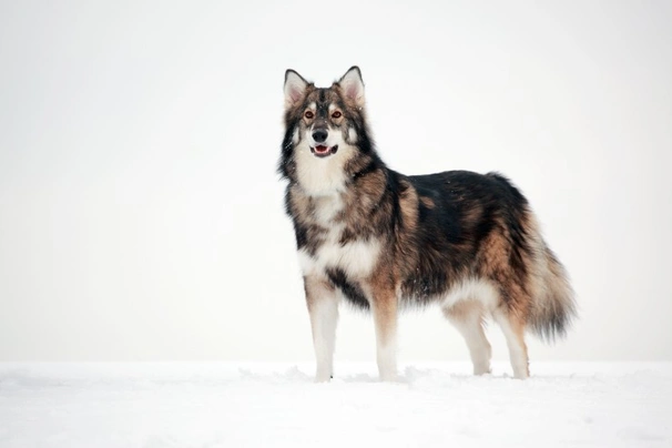 Utonagan Dogs Breed - Information, Temperament, Size & Price | Pets4Homes