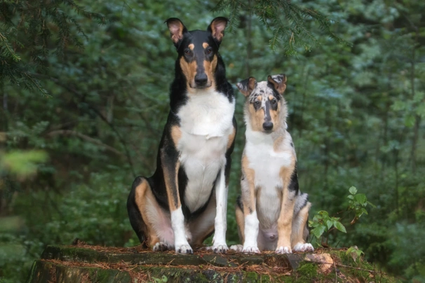 Kolie krátkosrstá Dogs Plemeno / Druh: Povaha, Délka života & Cena | iFauna