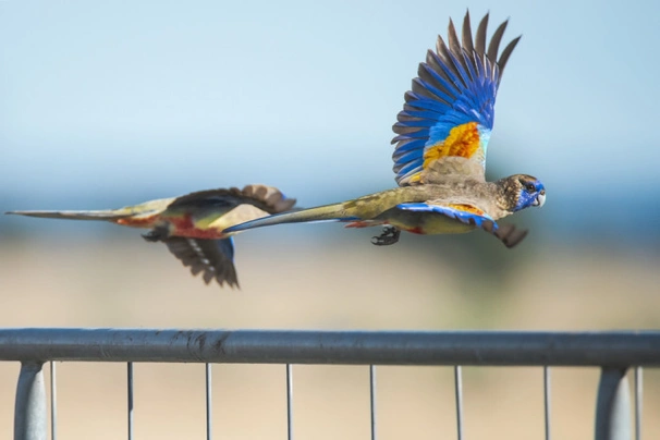 Papoušek rudobřichý Birds Informace - velikost, povaha, délka života & cena | iFauna