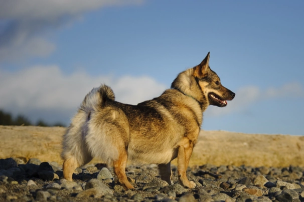 Vaestgoetlandský špic Dogs Informace - velikost, povaha, délka života & cena | iFauna