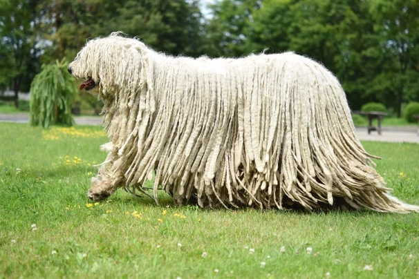 Komondor Dogs Informace - velikost, povaha, délka života & cena | iFauna