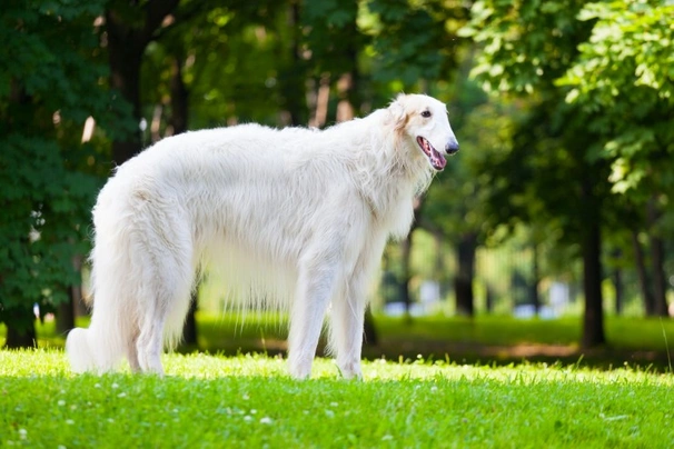 Borzoi Dogs Raza - Características, Fotos & Precio | MundoAnimalia