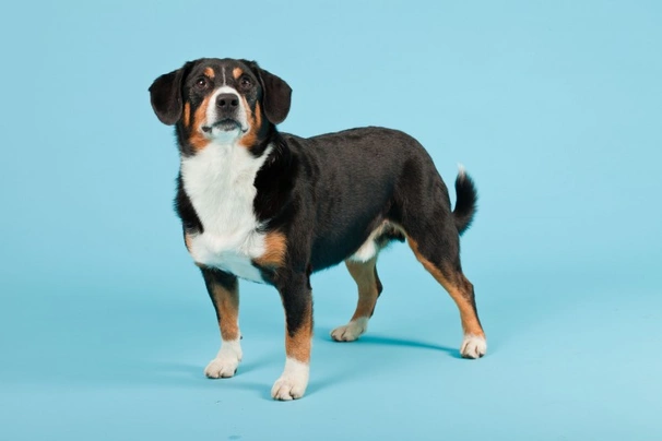 Entlebucher Sennenhond Dogs Ras: Karakter, Levensduur & Prijs | Puppyplaats