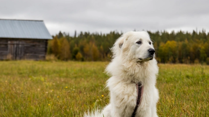 Pyrenejský horský pes Dogs Plemeno / Druh: Povaha, Délka života & Cena | iFauna