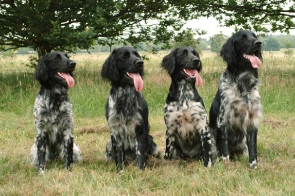 Large Munsterlander Dogs Breed - Information, Temperament, Size & Price | Pets4Homes