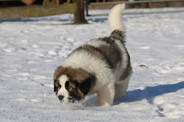 Pyrenejský mastin Dogs Plemeno / Druh: Povaha, Délka života & Cena | iFauna