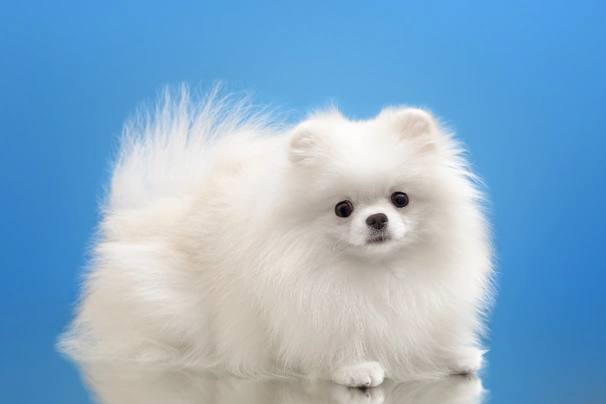 Pomeranian Dogs Breed - Information, Temperament, Size & Price | Pets4Homes