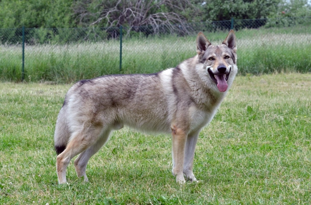 Československý vlčák Dogs Plemeno / Druh: Povaha, Délka života & Cena | iFauna