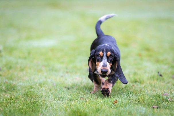 Basset Bleu De Gascogne Dogs Breed - Information, Temperament, Size & Price | Pets4Homes