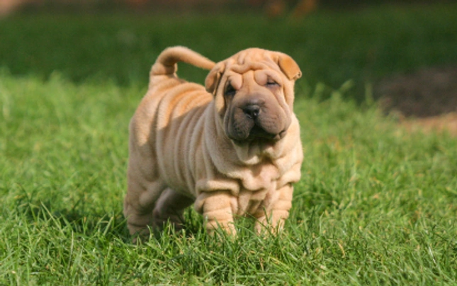 Shar Pei Dogs Razza - Prezzo, Temperamento & Foto | AnnunciAnimali