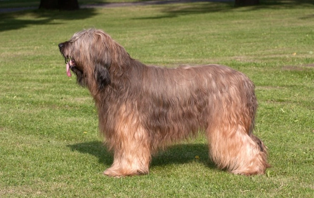 Briard Dogs Breed - Information, Temperament, Size & Price | Pets4Homes