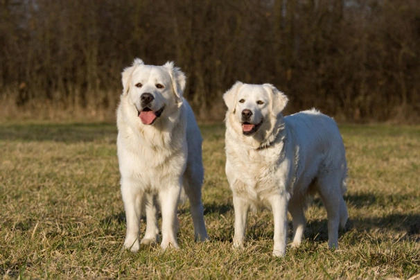Tchuvatch Eslovaco Dogs Raza - Características, Fotos & Precio | MundoAnimalia