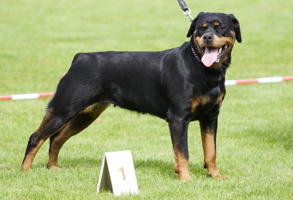 Rottweiler Dogs Breed - Information, Temperament, Size & Price | Pets4Homes