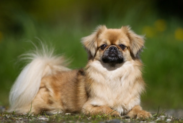 Tibetan spaniel 2024 poodle mix