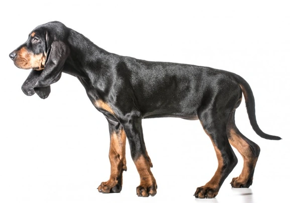 Black and tan hot sale coonhound for sale