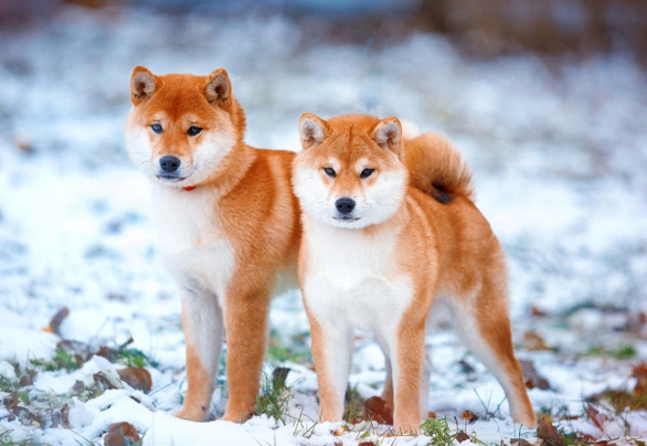 Shiba inu Dogs Informace - velikost, povaha, délka života & cena | iFauna