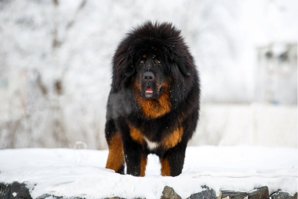 Tibetská doga Dogs Informace - velikost, povaha, délka života & cena | iFauna