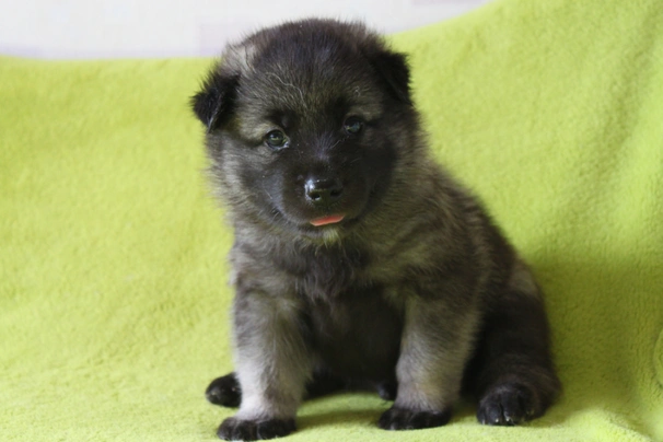 Norwegian Elkhound Dogs Breed - Information, Temperament, Size & Price | Pets4Homes