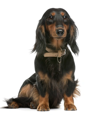 Teckel langhaar Dogs Ras: Karakter, Levensduur & Prijs | Puppyplaats