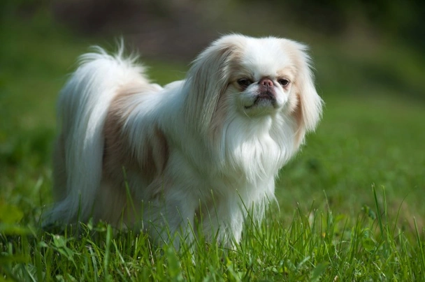 Japanese Chin Dogs Breed - Information, Temperament, Size & Price | Pets4Homes