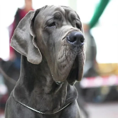 Německá doga Dogs Informace - velikost, povaha, délka života & cena | iFauna