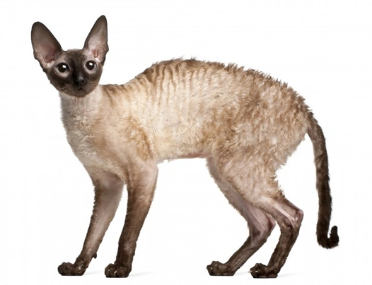 Cornish rex best sale rex cat breeds