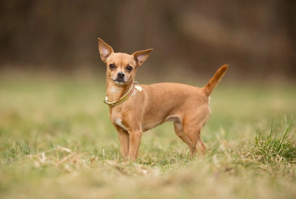 Chihuahua Dogs Breed - Information, Temperament, Size & Price | Pets4Homes