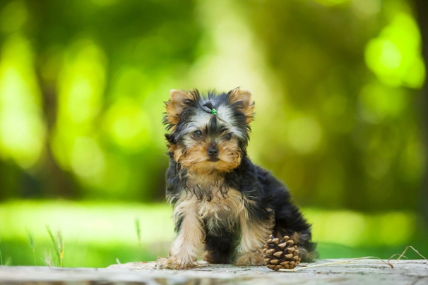 Yorkshire Terrier Dogs Raza - Características, Fotos & Precio | MundoAnimalia