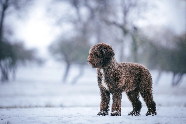 Spanish Water Dog Dogs Breed - Information, Temperament, Size & Price | Pets4Homes