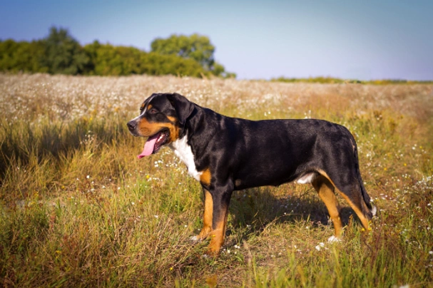 Grote Zwitserse Sennenhond Dogs Ras: Karakter, Levensduur & Prijs | Puppyplaats