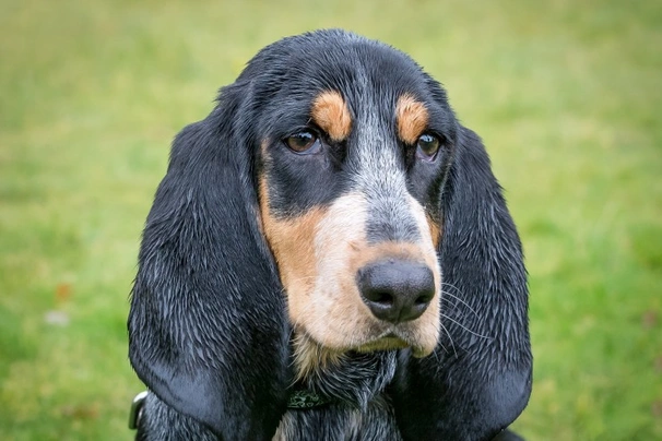 Modrý gaskoňský baset Dogs Informace - velikost, povaha, délka života & cena | iFauna
