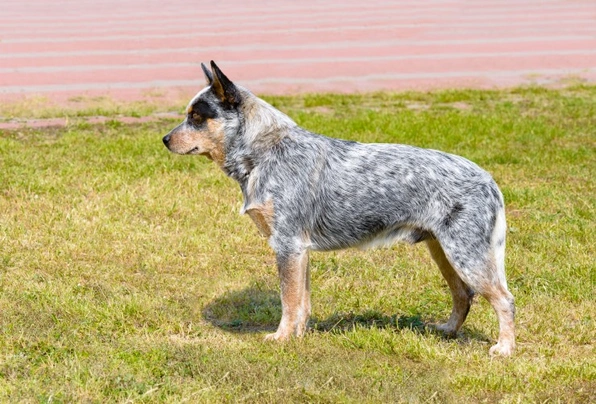 Blue best sale heeler adoption