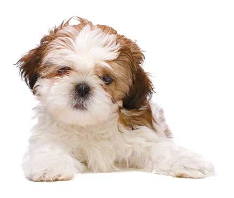 Shih Tzu Dogs Breed - Information, Temperament, Size & Price | Pets4Homes