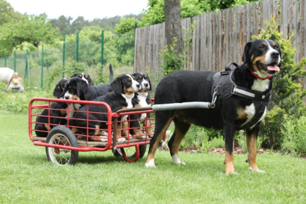 Velký švýcarský salašnický pes Dogs Plemeno / Druh: Povaha, Délka života & Cena | iFauna