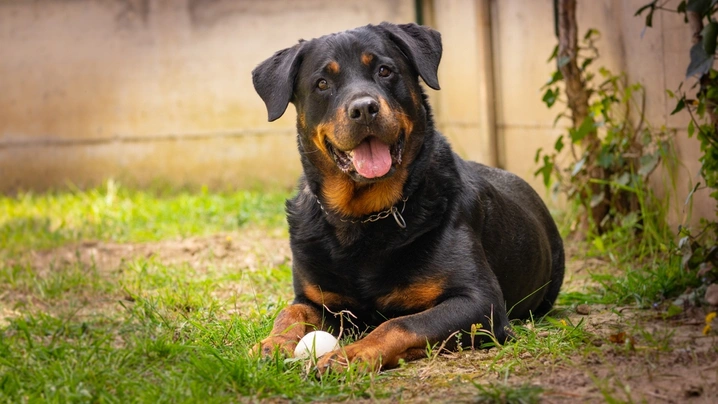 Rotvajler Dogs Informace - velikost, povaha, délka života & cena | iFauna