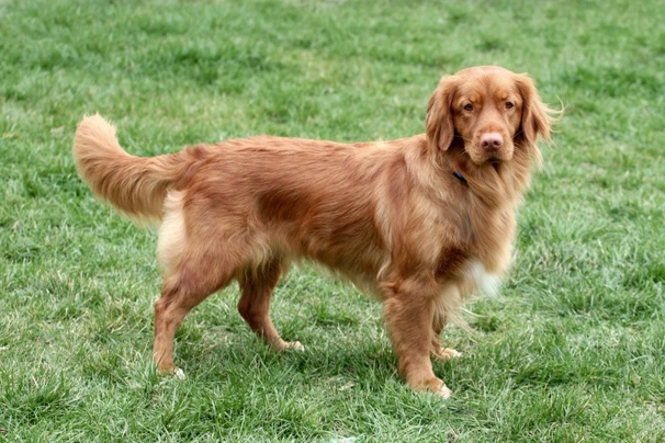 Nova scotia toller hot sale puppies for sale