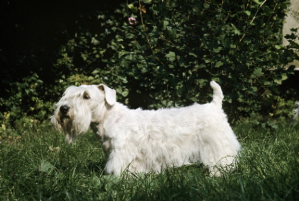 Average price of hot sale a sealyham terrier