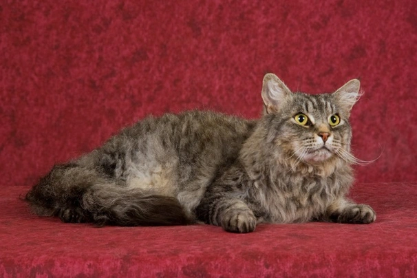 LaPerm Cats Breed - Information, Temperament, Size & Price | Pets4Homes