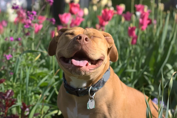 Pitbull Terriër Dogs Ras: Karakter, Levensduur & Prijs | Puppyplaats