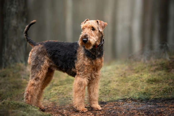 Airedale Terriër Dogs Ras: Karakter, Levensduur & Prijs | Puppyplaats