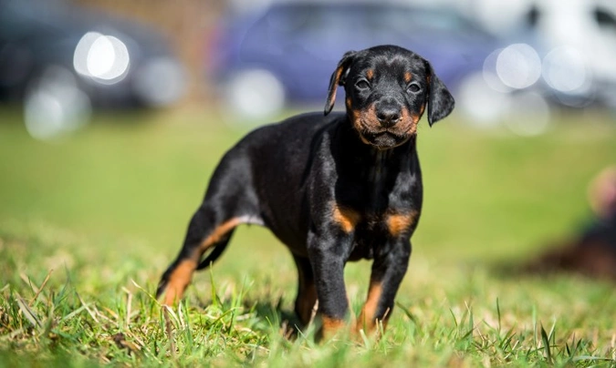 Dobermann Dogs Breed - Information, Temperament, Size & Price | Pets4Homes