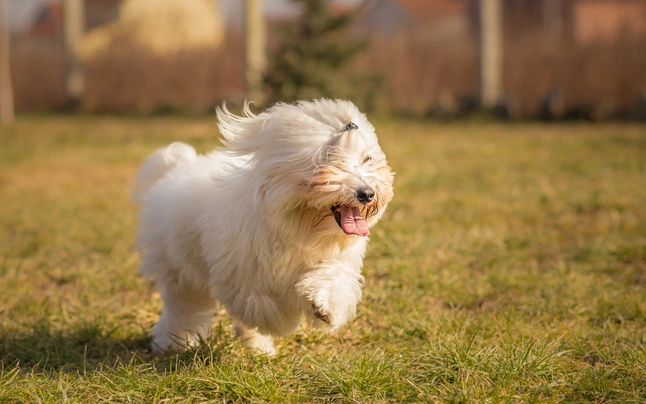 Coton de Tuléar Dogs Ras: Karakter, Levensduur & Prijs | Puppyplaats