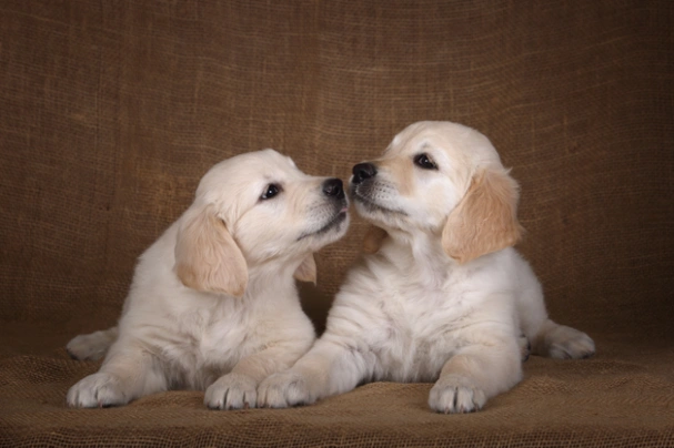 Golden Retriever Dogs Ras: Karakter, Levensduur & Prijs | Puppyplaats