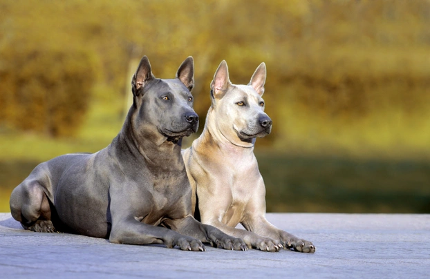 Thai Ridgeback Dogs Ras: Karakter, Levensduur & Prijs | Puppyplaats