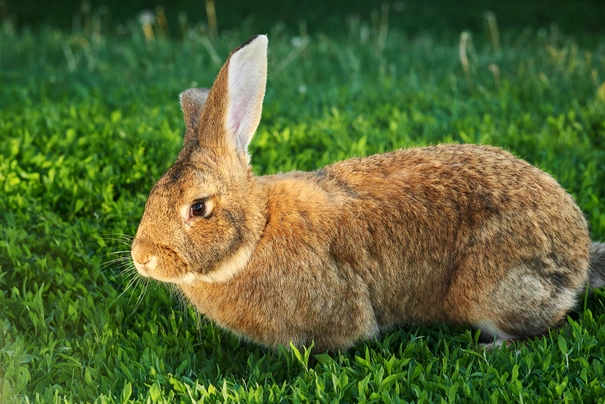 Flemish Rabbits Breed - Information, Temperament, Size & Price | Pets4Homes
