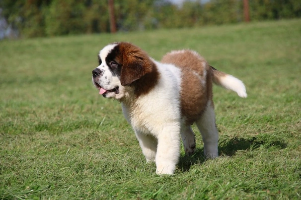 Rough coat clearance st bernard puppies