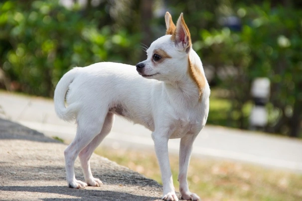 Chihuahua Dogs Breed - Information, Temperament, Size & Price | Pets4Homes